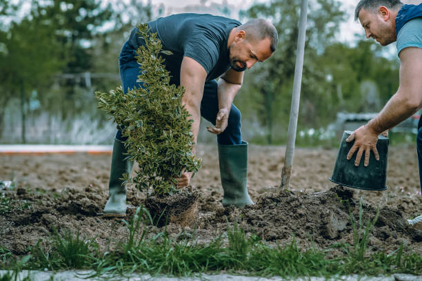 Best Pest Control for Lawns  in Mount Ayr, IA