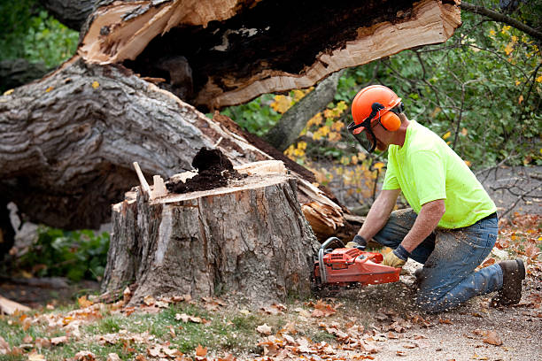 How Our Tree Care Process Works  in  Mount Ayr, IA
